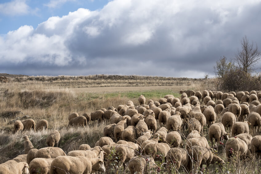 El sector ovino para salvar el mundo rural y la despoblación