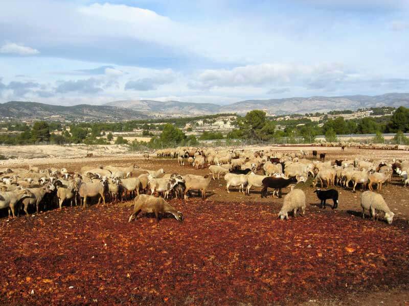 Pastores y ovejas, un verano al sol y sin vacaciones