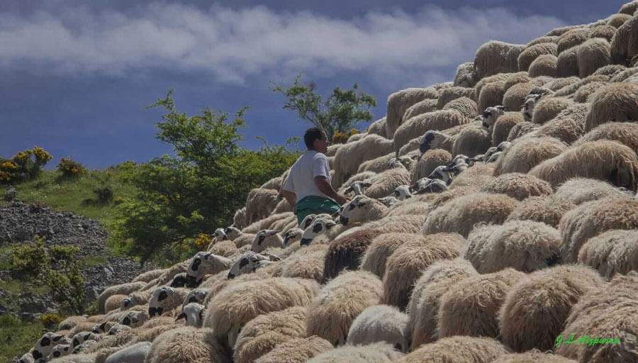Trashumancia, un patrimonio cultural para acercar las ovejas a la sociedad