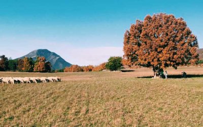 Los pastores y sus rebaños evitan incendios: El decálogo del excursionista responsable de este verano para ayudarles