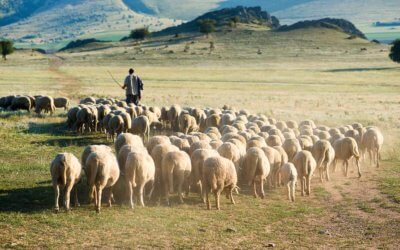 Este verano: pastores y sus rebaños contra incendios y el decálogo del excursionista responsable para ayudarles