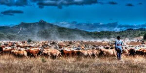 pastoreo sostenible