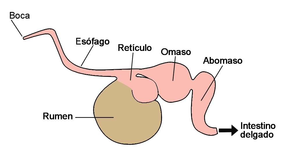 Estomagos-rumiantes